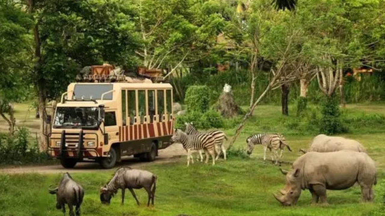 Heboh Pengunjung Turun dari Mobil di Area Satwa, Ini Aturan Taman Safari yang Wajib Diketahui