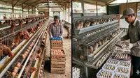 Perbandingan Untung Ayam Petelur vs Puyuh Petelur untuk Usaha Skala Kecil