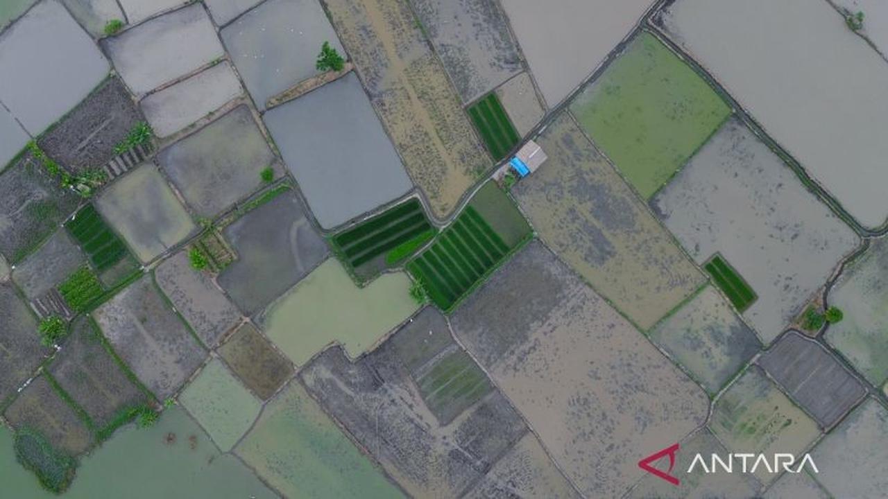 Wamentan: Program Cetak Sawah Investasi Pangan Jangka Panjang Hadapi Pertumbuhan Penduduk