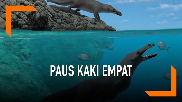 VIDEO: Penampakan Fosil Paus Berkaki Empat di Peru