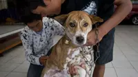 Vaksinasi Anjing adalah Kunci Utama Mengurangi Kasus Rabies di Indonesia