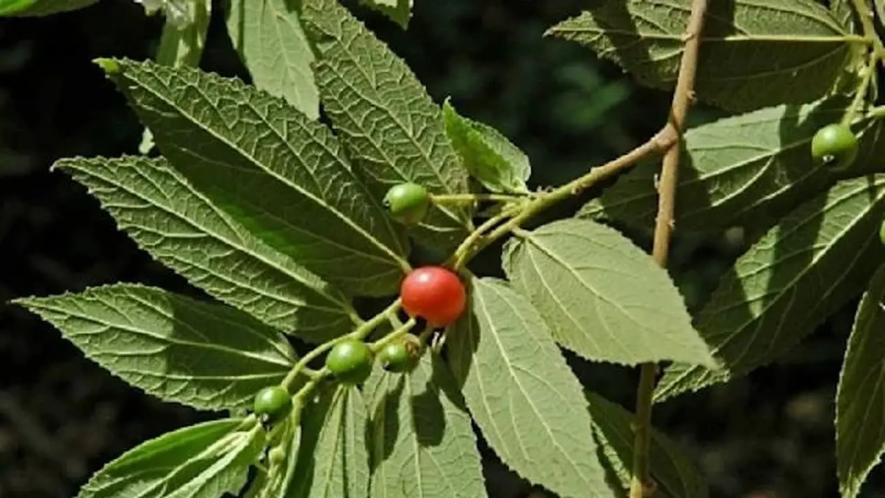 Daun Kersen