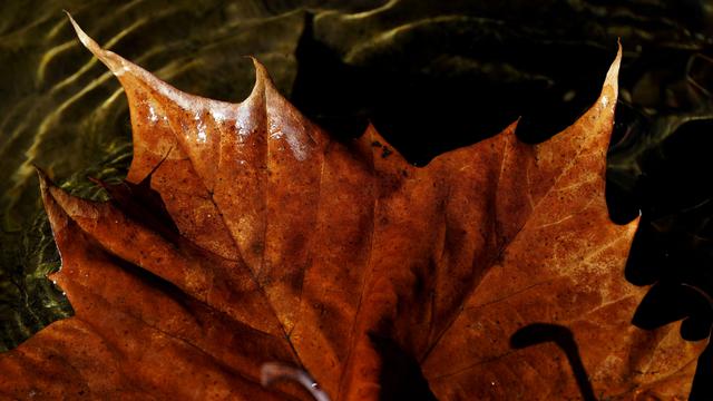 Blue Ridge Parkway menawarkan pemandangan musim gugur yang penuh warna
