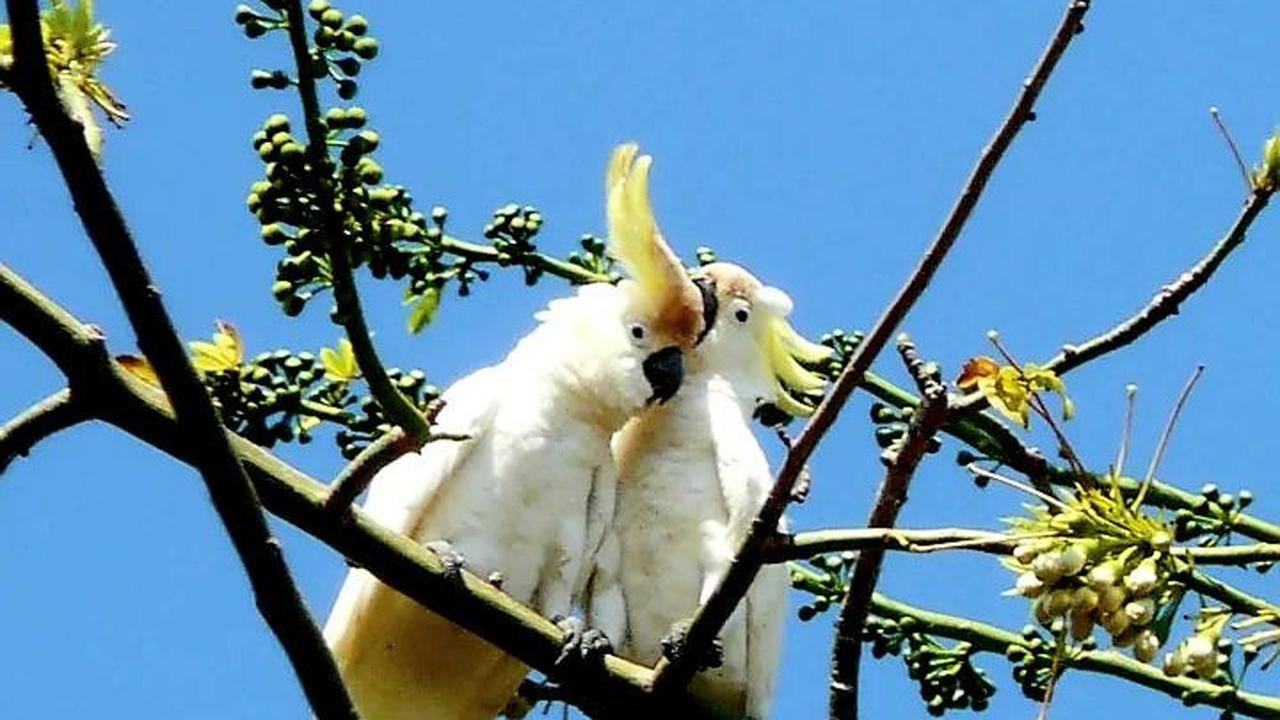 Habitat Satwa Langka