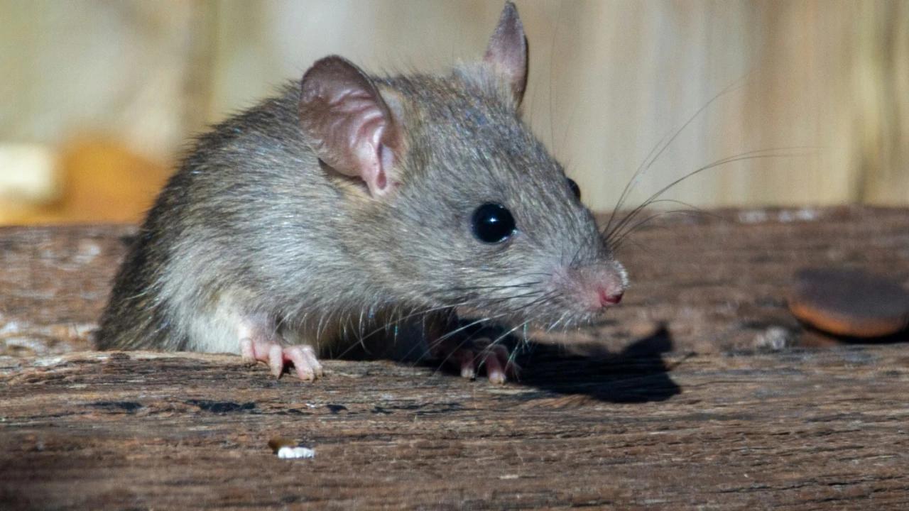 Tanda-Tanda Warung Makan yang Diam-Diam Jadi Sarang Tikus, Waspadai Bisa Ganggu Kenyamanan dan Keamanan