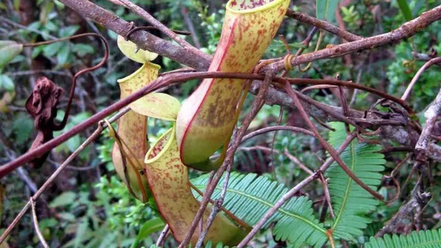 Gunung Pangulubao di Sumatra Utara