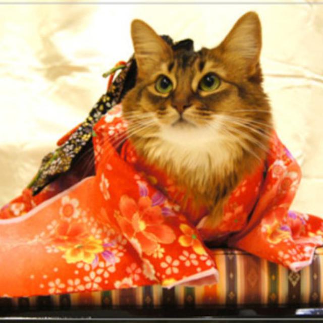 Cantiknya Kucing Kucing Ini Dalam Balutan Kimono Citizen6