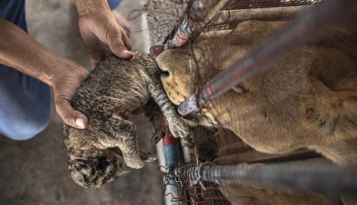 Seorang karyawan Palestina membantu seekor singa betina membersihkan anak singanya yang baru lahir di kebun binatang Nama di Kota Gaza, Sabtu, 13 Agustus 2022. Singa betina melahirkan tiga anaknya lima hari setelah Israel dan militan Palestina mengakhiri pertempuran sengit lintas perbatasan yang ditandai dengan gemuruh serangan udara Israel dan tembakan roket Palestina. (AP Photo/Fatima Shbair)