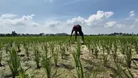 Cobaan Petani Lampung Saat Harga Gabah Tinggi