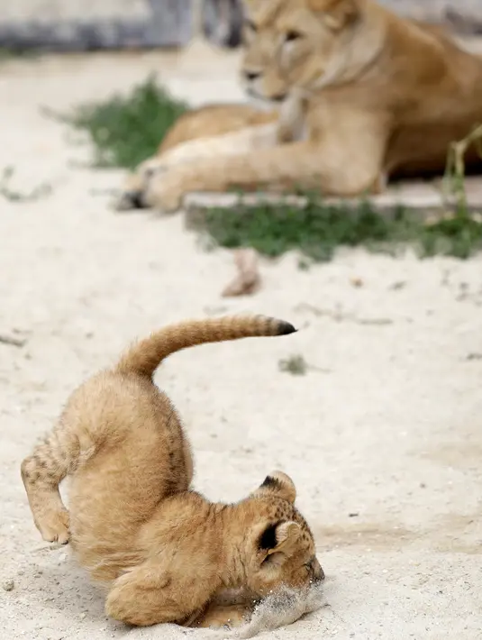 Seekor dari bayi singa berber (Panthera leo leo) melompat dalam kandang mereka di kebun binatang Dvur Kralove, Republik Ceko, Senin (8/7/2019). Dua bayi singa jantan dan betina yang belum mempunyai nama tersebut lahir pada 10 Mei lalu. (AP/Petr David Josek)