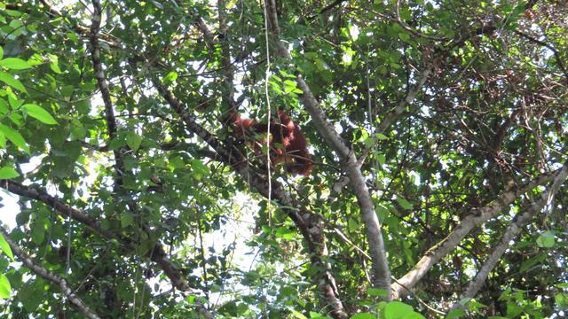 Orang utan sumatera dilepasliarkan