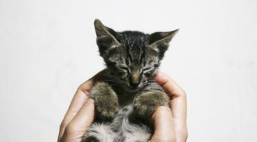 Begini Sifat Dan Kepribadian Pria Yang Suka Memelihara Kucing Lifestyle Fimela Com