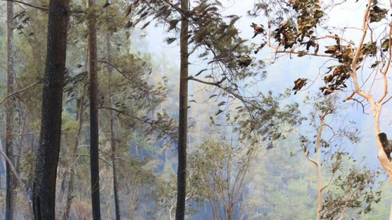 Evakuasi 4 korban tewas kebakaran hutan pinus di Ponorogo