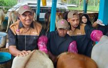 Gerakan Senator Inseminator DPD RI Dorong Percepatan Swasembada Daging dan Susu Nasional