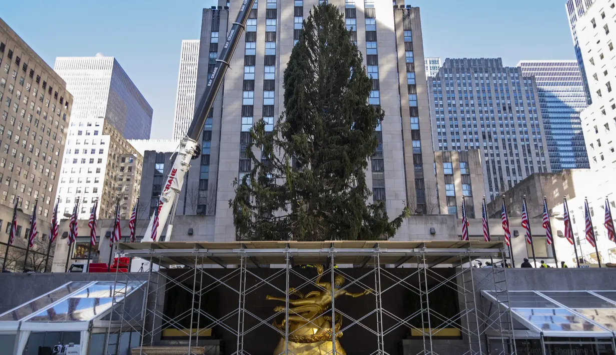 Pohon Natal Rockefeller Center 2020 diletakkan di Rockefeller Plaza, New York pada Sabtu (14/11/2020). Pohon cemara spruce Norwegia setinggi 75 kaki dan 11 ton tersebut berasal dari Oneonta untuk menyambut Natal 2020. (AP Photo/Craig Ruttle)