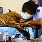 Dokter Yanti saat melakukan operasi transpalansi kulit Harimau Sumatera yang terkena jerat pemburu liar. (Liputan6.com/Yuliardi Hardjo)