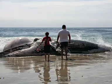 Warga berada di dekat bangkai paus kelabu di Pantai Maria Martha, Baja California, Meksiko (12/9). Bangkai paus dengan kondisi perut tersobek jadi perhatian warga sekitar di lokasi tersebut. (AFP Photo/Guillermo Arias)
