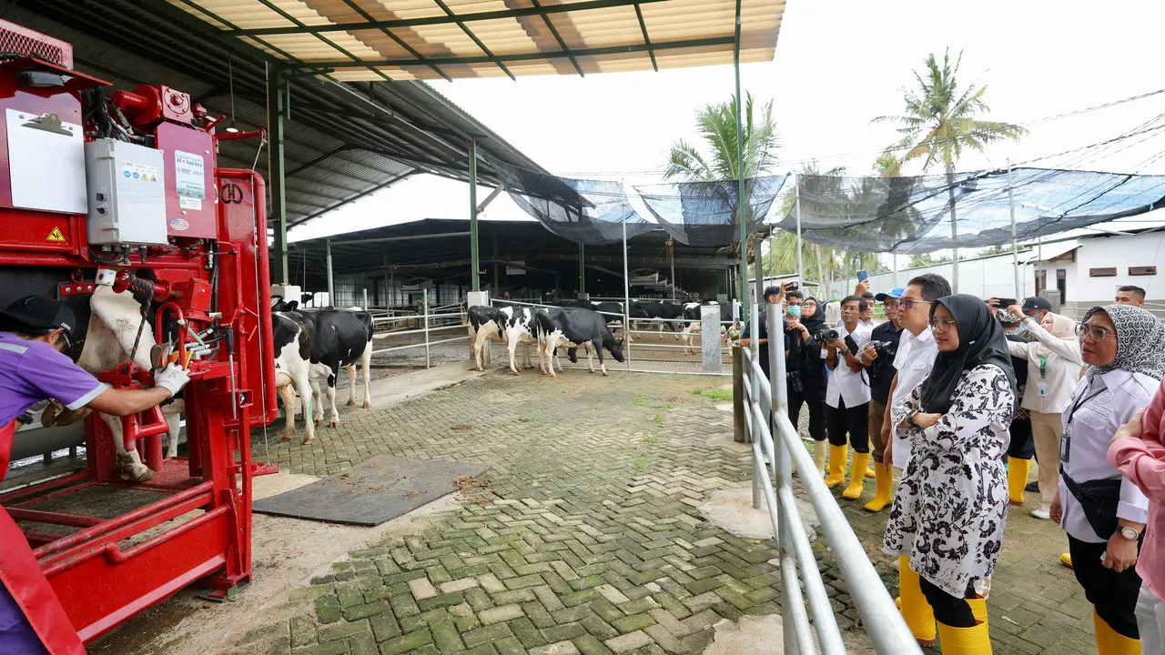 Peternakan Sapi di Banyuwangi Mampu Produksi Susu Segar 32 Ton per Hari