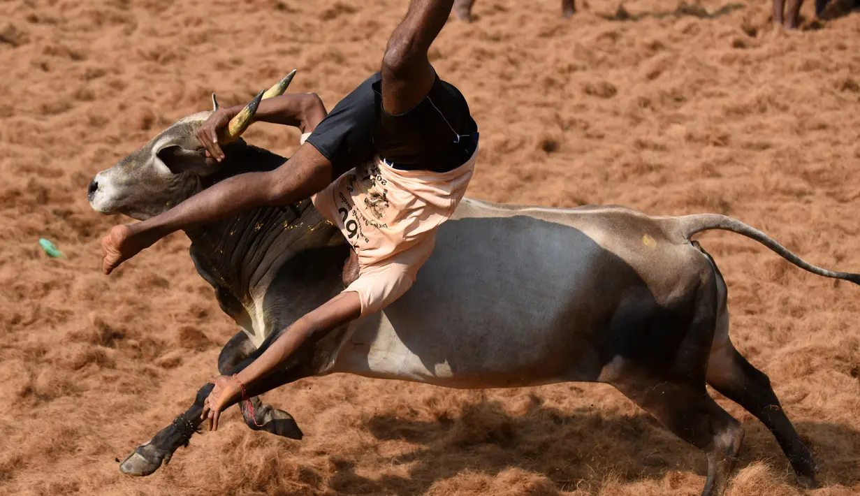 Seorang pria terjungkal diseruduk banteng saat Festival Jallikattu, India, Kamis (9/2). Festival Jallikattu atau yang berarti “menjinakkan banteng” dikenal sebagai kompetisi anak muda untuk menundukkan banteng. (AFP PHOTO / ARUN Sankar)