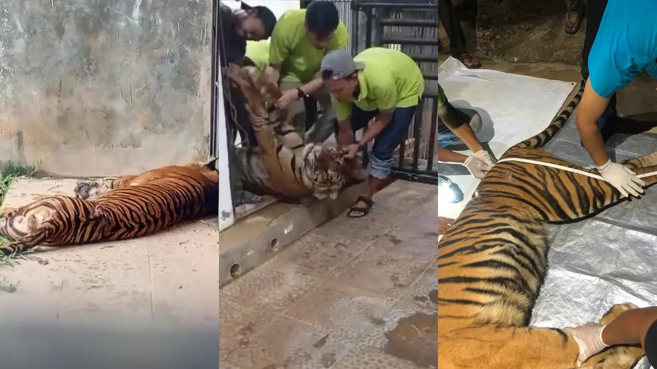 Harimau Sumatra