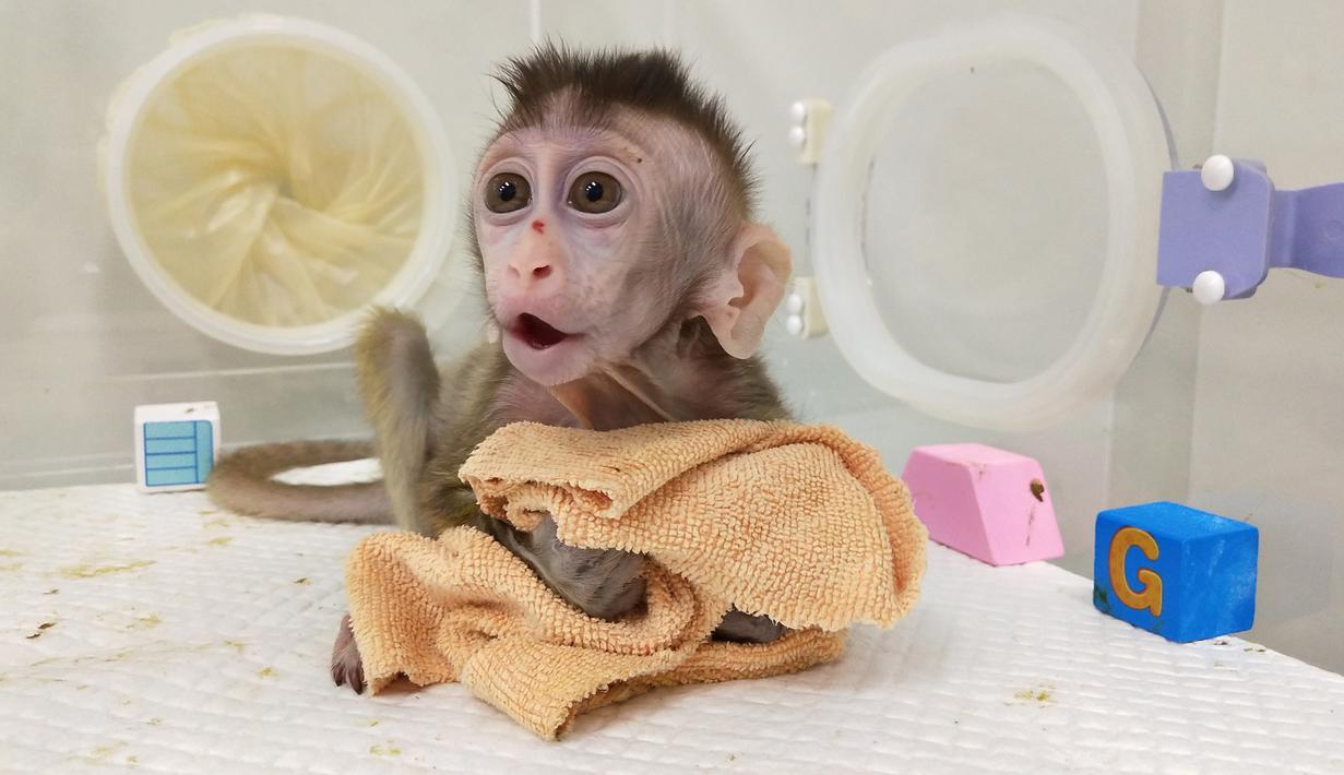 Foto yang dirilis 24 Januari 2019, monyet kloning yang lahir 28 September 2018 di sebuah lembaga penelitian di Shanghai. Ilmuwan China menciptakan monyet kloning, yang gennya telah diedit untuk membawa penyakit. (HO/CHINESE ACADEMY OF SCIENCES INST/AFP)