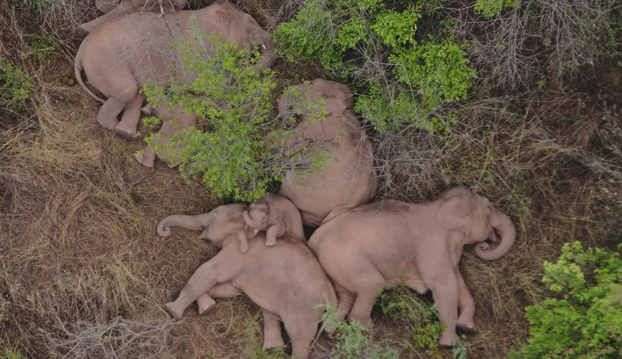 Dalam foto udara yang diambil 7 Juni 2021 ini sekawanan gajah yang bermigrasi beristirahat di hutan pinggiran kota Kunming, di Provinsi Yunnan, China. Kawanan gajah itu diketahui sedang melakukan proses migrasi jauh dari habitat aslinya, cagar alam provinsi Yunnan (Yunnan Forest Fire Brigade via AP)