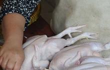 FOTO: Jelang Ramadan, Harga Daging Ayam Potong Melonjak hingga Rp45.000 per Kg