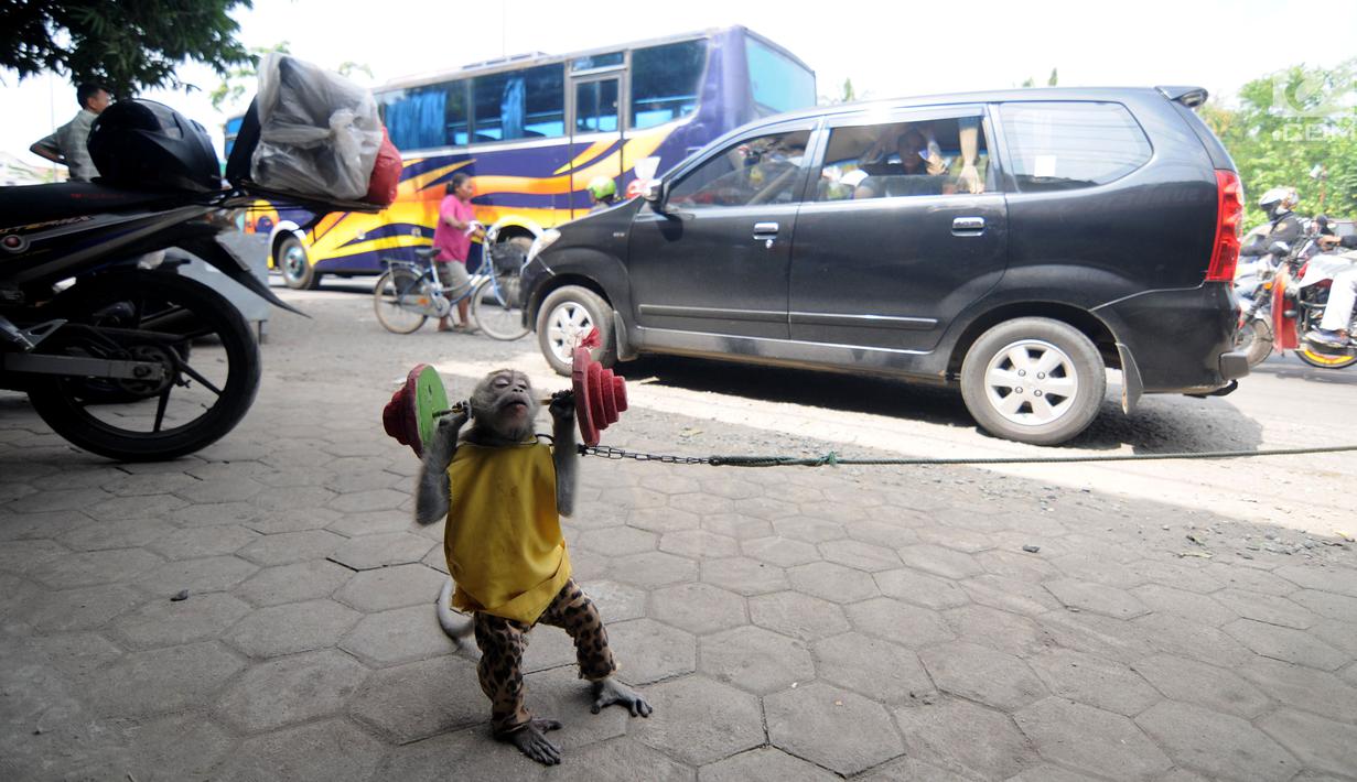 Atraksi topeng monyet menghibur pemudik di jalur Pantura Brebes, Jawa Tengah, Kamis (22/6). Kehadiran atraksi topeng monyet ini menjadi salah satu hiburan para pemudik yang hendak mudik ke kampung halamannya. (Liputan6.com/Gempur M Surya)