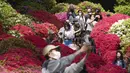 <p>Pengunjung berjalan melewati bunga azalea di Kuil Nezu Shrine pada hari musim semi yang sejuk di Tokyo, Selasa, 11 April 2023. (AP Photo/Eugene Hoshiko)</p>