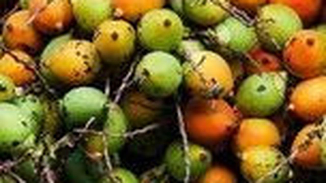 Sedangkan tannin juga dapat menyebabkan iritasi dan peradangan pada jaringan mulut. <br><br>Maka dari itu, penting bagi kita mengonsumsi pinang dalam jumlah yang tidak berlebihan.