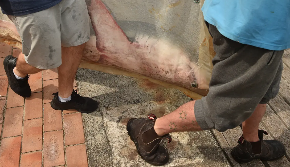 Staf dari Manly Sea Life Sanctuary membawa seekor hiu putih kecil sepanjang 1,5 meter menuju sebuah kapal di Sydney (12/9). Hiu putih tersebut ditemukan terdampar di pantai Sydney pada tanggal 11 September. (AFP Photo/Peter Parks)