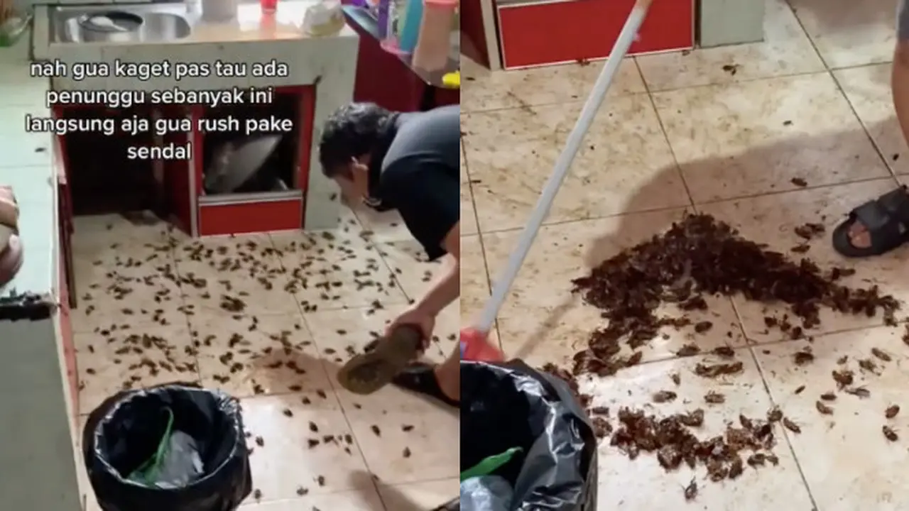 Viral Dapur Jadi Sarang Ribuan Kecoak, Terungkap karena Semprot Cairan Pembasmi Serangga. (Sumber: TikTok/urdhaaaaa)