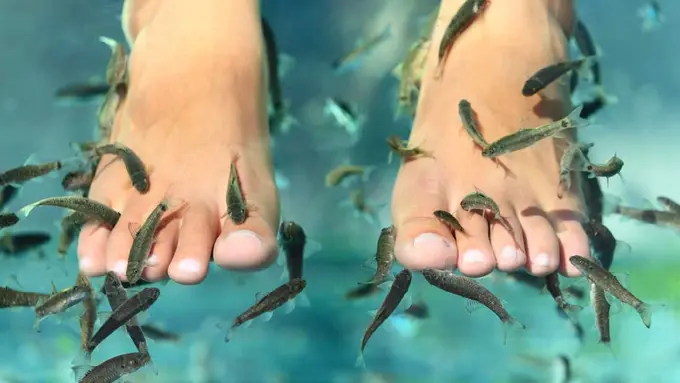 Fish Foot Spa Bisa Sebabkan HIV dan Hepatitis, Benarkah?