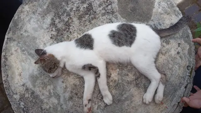 6 Motif Bulu Kucing Bentuk Hati Ini Unik Banget, Bikin Gemas
