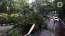 Pohon tumbang melintang di sebuah jalan di Kota Tangerang, Banten, Kamis (23/12/2021). Puluhan pohon dan gapura tumbang akibat terjangan angin kencang saat hujan lebat melanda Kota Tangerang. (Liputan6.com/Angga Yuniar)