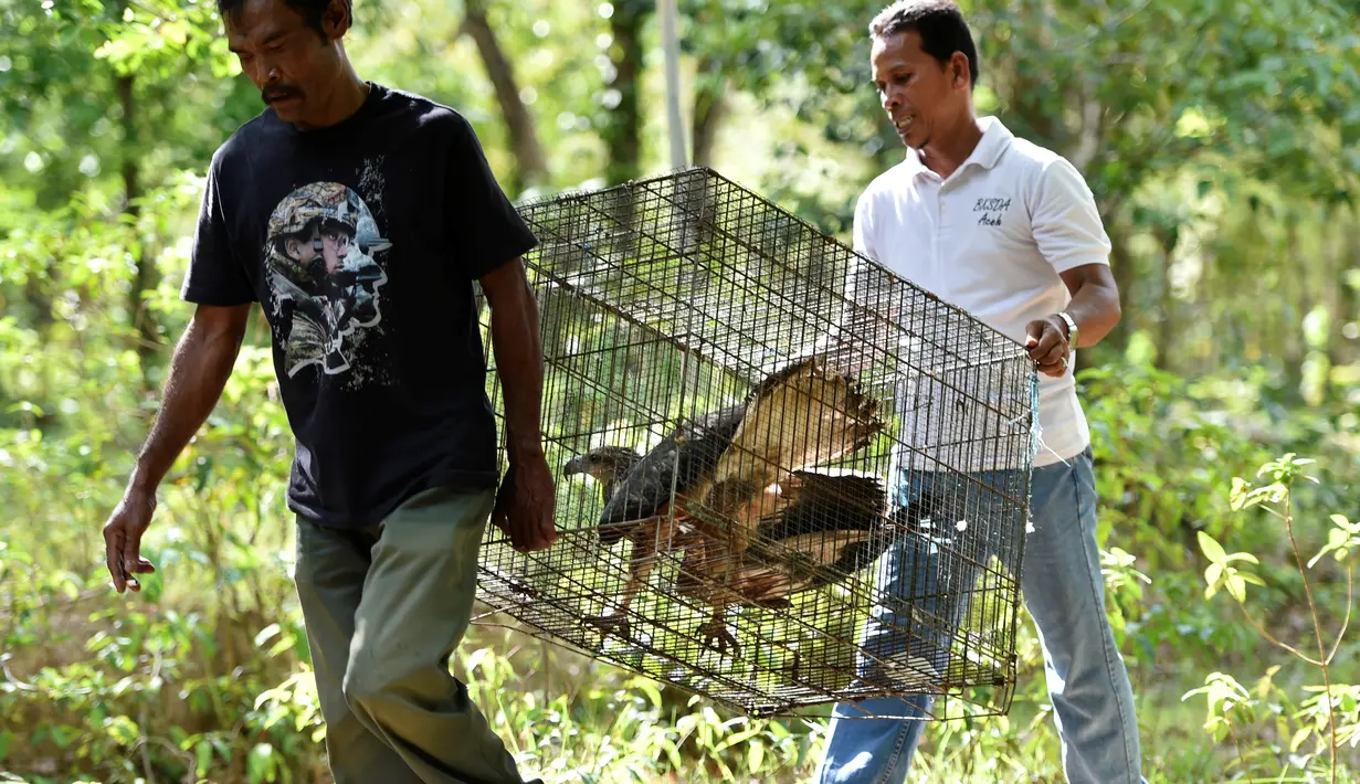 Petugas Badan Konservasi Alam Indonesia (BKSDA) membawa elang dada putih untuk dilepaskan ke alam liar di kawasan hutan Aceh Besar, Aceh, Kamis (1/8/2019). BKSDA Aceh melepasliarkan dua ekor satwa langka dan lindungi yakni Kukang Sumatra dan elang laut dada putih. (CHAIDEER MAHYUDDIN/AFP)