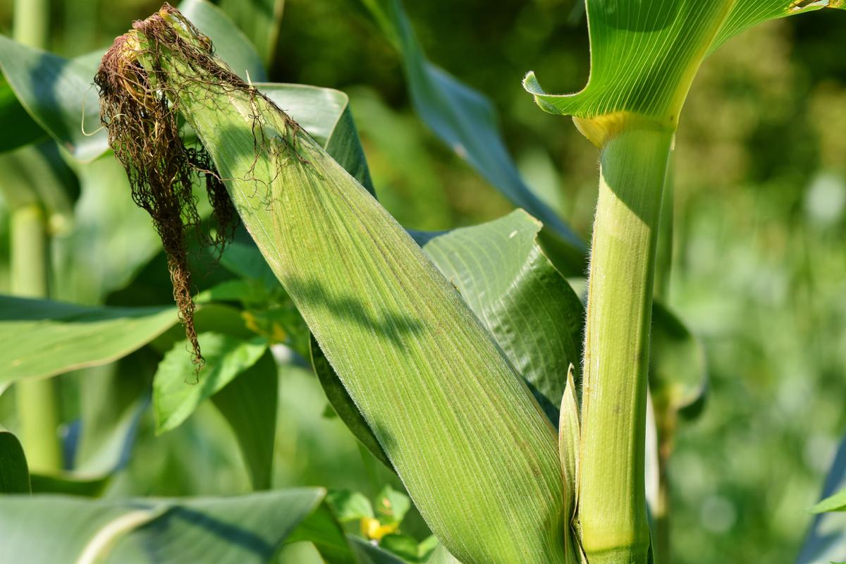 Tanaman Jagung
