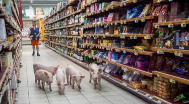 Anak babi berjalan menyusuri lorong supermarket Casino di Sarlat, Perancis barat daya, setelah para petani melepaskannya sebagai bentuk demo di supermarket tersebut, Kamis (20/8/2015). (AFP PHOTO/Yohan Bonnet)