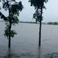 Sawah di Kebumen terendam banjir lebih dari sepekan. (Foto: Liputan6.com/Pusdalops PB Kebumen/Muhamad Ridlo)
