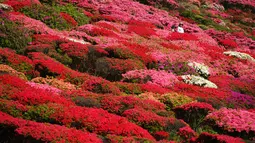 Wisatawan berjalan di antara bunga Azalea berwarna-warni yang mekar di taman Nagushiyama, Prefektur Nagasaki, barat daya Jepang, 15 April 2018. Keindahan bunga cantik ini hanya bisa disaksikan pada bulan April hingga Mei saja. (AP Photo/Eugene Hoshiko)