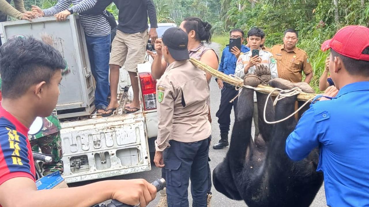 beruang madu