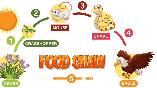 Ilustrasi rantai makanan