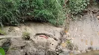 Dalam video tersebut juga terlihat buaya yang dimaksud sedang berada di pinggiran sungai, dan diduga sedang berjemur.