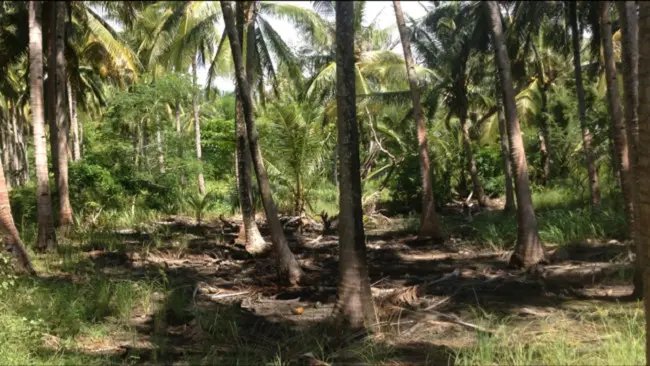 Menjelajah Kecantikan Adonara yang Belum Terjamah (Foto: Christina Nila)