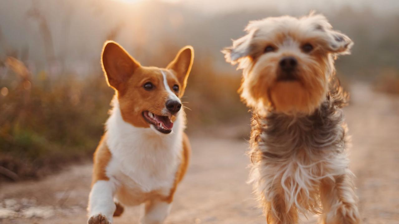 Anjing Kesayangan Keluarga Raja Ini Terpaksa Disuntik Mati, Penyebabnya Bikin Sedih