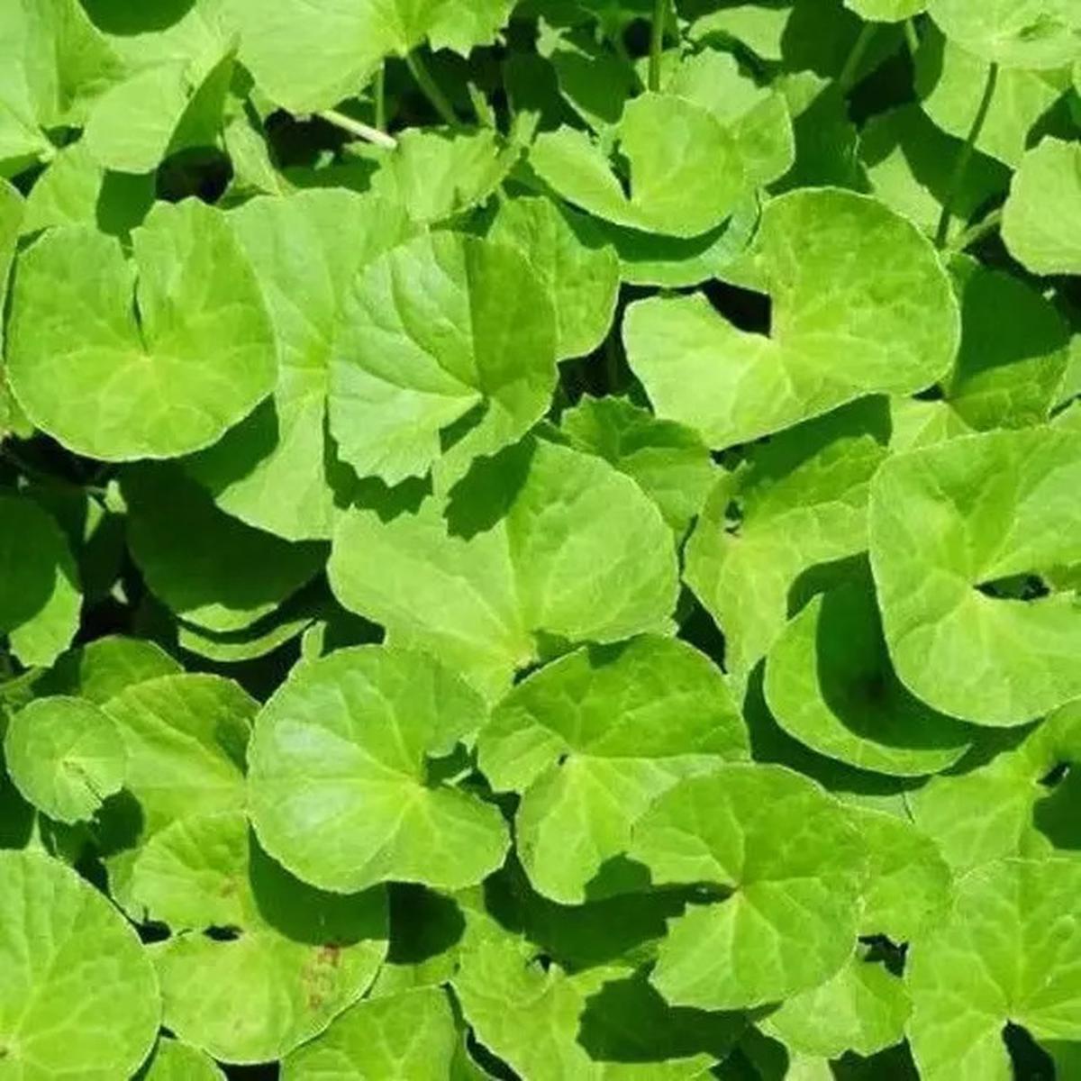 Turunkan Kolesterol dengan Mudah, Resep Jamu Rebus Daun yang Harus Dicoba