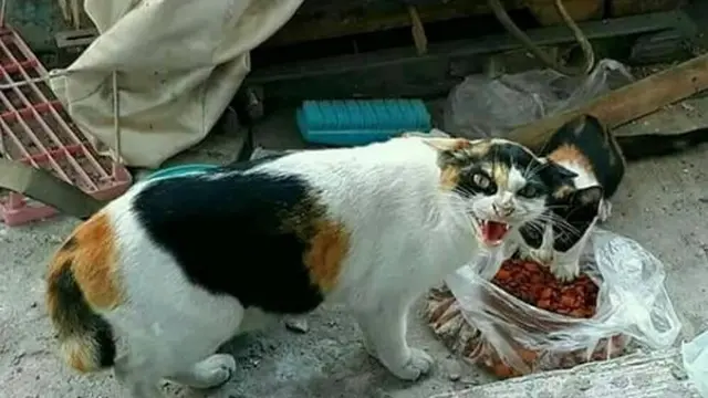 6 Momen Kucing Tertangkap Basah saat Mencuri Ini Kocak Banget