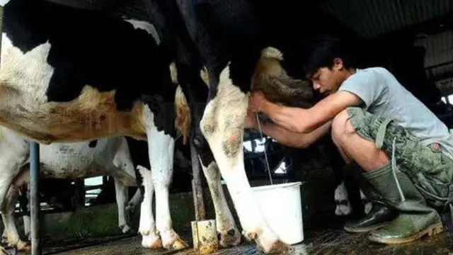 Agar Hasilkan Susu Lebih Banyak, Peternak Sapi Kasih Ritual Unik
