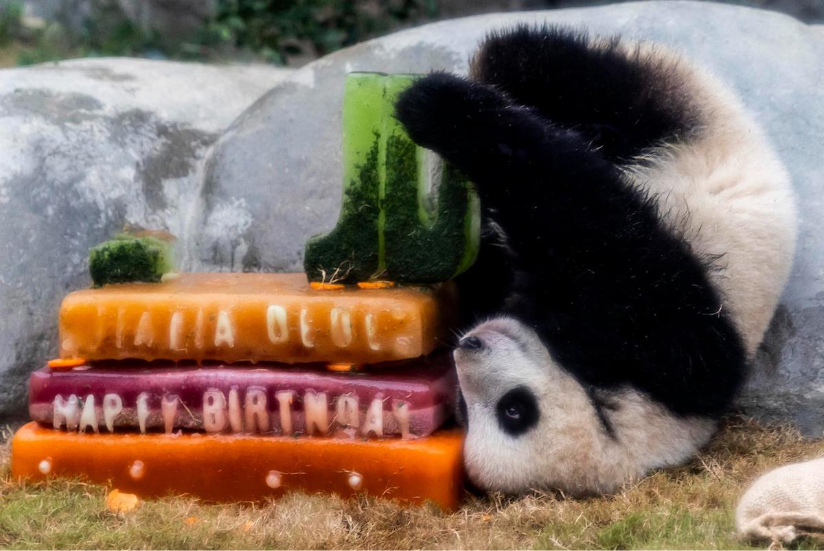FOTO: Lucunya Panda Kembar De De & Jia Jia Rayakan Ulang Tahun Pertama di Hong Kong