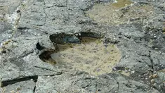 Foto yang dirilis Senin (2/4) memperlihatkan jejak kaki langka dinosaurus sauropoda di Isle of Skye, Skotlandia. Puluhan jejak dinosaurus yang berasal dari 170 juta tahun itu ditemukan di suatu laguna berlumpur. (HANDOUT/THE UNIVERSITY OF EDINBURGH/AFP)
